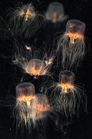 escuela de medusas de caja