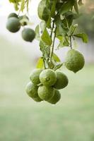 Bush lemons photo