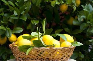 Basket of lemons