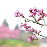 Plum Blossom in early spring