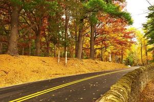 escena de otoño con camino en bosque foto