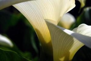 calla lilies photo