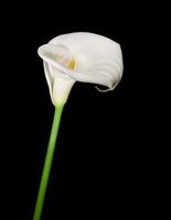 Single calla lily isolated on black photo