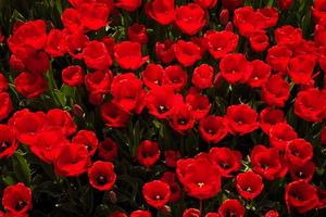 Overhead View of Many Red Tulips photo
