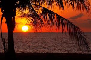 puesta de sol y palmeras foto