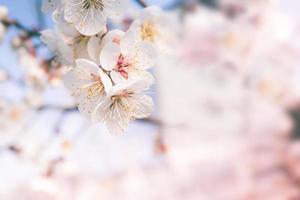 Resumen flor de cerezo del amor, enfoque suave, fondo foto
