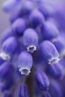 Grape Hyacinth Muscari