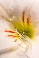Amaryllis flower photo