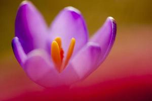 flor de azafrán foto