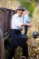 anciano en la cosecha de maíz con un cubo