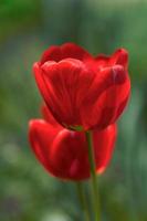 tulipanes en el jardín foto