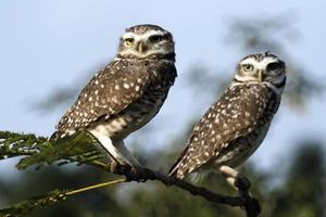 Owl couple on branch