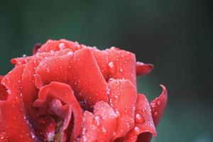 rosa lluviosa