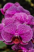 las orquídeas violetas están floreciendo