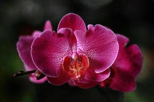 la belleza de la orquídea magenta