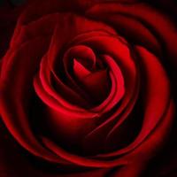 hermosa rosa roja