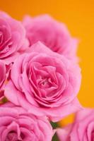 Flower of pink roses photo