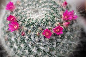 cactus flower photo