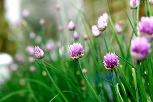 Chives flowers photo