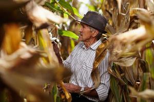 anciano en la cosecha de maíz foto