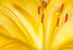 Yellow flower photo