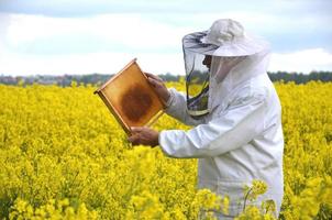apicultor senior experimentado que trabaja en el floreciente campo de colza