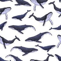 Humpback Whales Pattern vector