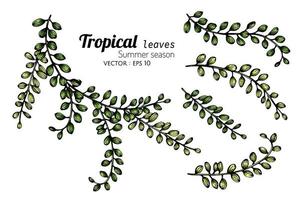 Set of Tropical Leaf Buds vector