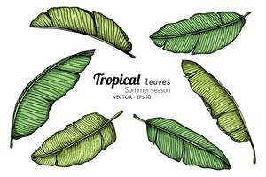 Set of Banana Leaves vector