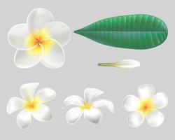 Collection white plumeria flowers ingredient vector