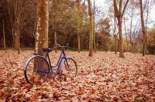 Vintage bicycle leaning against a tree and autumn leaves photo