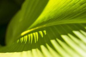 Leaf, Close-up photo
