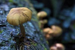 Mushroom Close Up