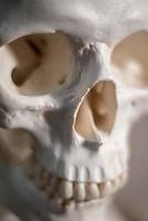 Close up skull photo