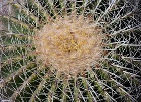 cactus de cerca foto