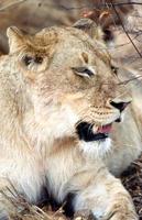 lioness close-up