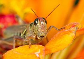 grasshopper - close up photo