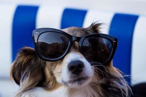 perro con gafas de sol foto