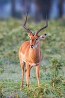 Retrato de un hermoso macho Impala Ram, África