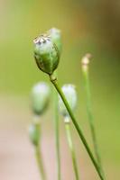 Opium Close-up photo