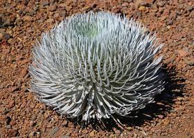 Silversword close up