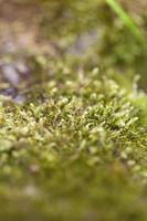 Moss close-up