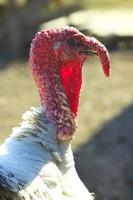 Turkey close-up