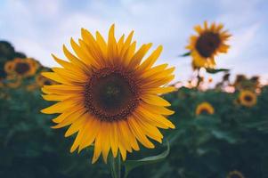 Sunflower close-up photo