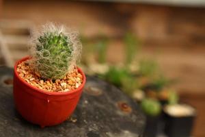 close up cactus photo