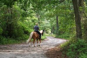 Horseback Riding through the Forest