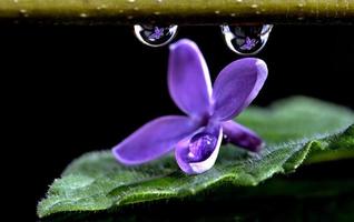 Close Up Lilac photo