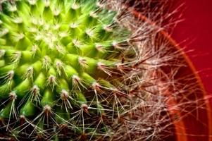 cactus- de cerca foto