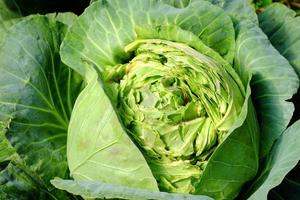 close up cabbage