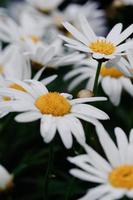 Chrysanthemum close-up
